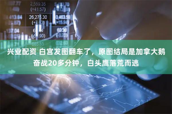 兴业配资 白宫发图翻车了，原图结局是加拿大鹅奋战20多分钟，白头鹰落荒而逃
